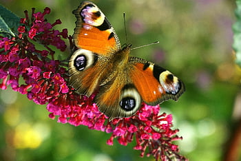 motýl, květ, opylit, opylování, hmyz, okřídlený hmyz, motýlí křídla, flóra, fauna, Příroda, víla páv