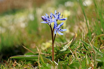 flower, scilla, blossom, flower Wallpaper, bloom, botany, growth, petals, flower Background, plant, nature
