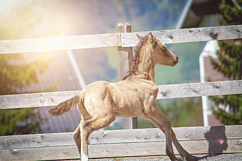 føll, hest, ranch, liten hest, ung hest, natur, ungt dyr, baby dyr, nyfødt, Dün, pattedyr