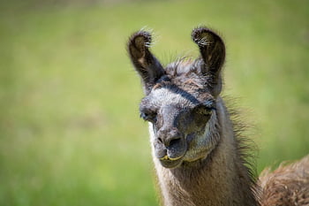 lamă, Lama Head, maro llama, Lână maro, lână, luncă, camelide, natură, animal, mamifer, portret de animale