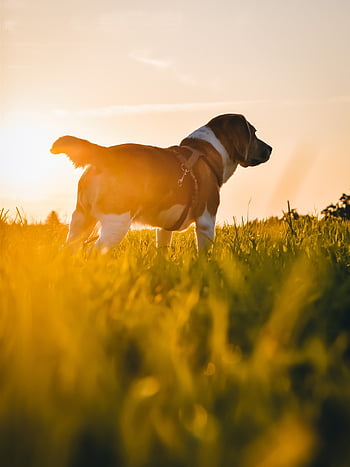 cane, mammifero, animale, natura, cucciolo, amico, canino, animale domestico, razza, all'aperto