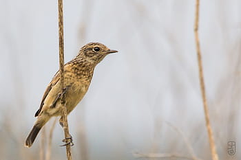 Evropský Stonechat, mladistvých, pták, Saxicola Rubicola, mallorca, Španělsko, campos, kánon 60d, Sigma 150-500 mm, volně žijících živočichů, Příroda