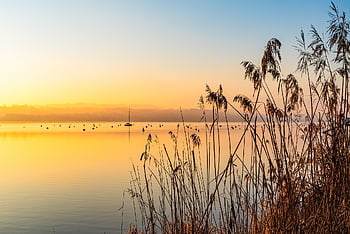 sunrise, morning Mood, morning Sky, mood, the Atmosphere, lake, reed, grass, lake Landscape, water, nature