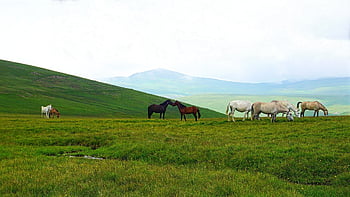 horse, herd, animal, animals, horses, nature, wild, mare, pasture, freedom, meadow