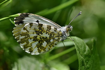 aurora motýl, motýl, hmyz, křídlo, list, rostlina, zahrada, Příroda, zblízka