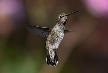 colibrì di Anna, colibrì, uccello, aviaria, animale, volante, Ali, conto, piume, becco, capo