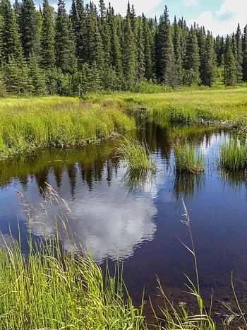 denali, národní park, Aljaška, usa, krajina, hora, tundra, Příroda, divočina, scénický, venku