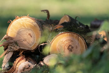 logs, wood, trees, tree Logs, wooden Logs, pile Of Wood, forest, nature, deforestation, closeup