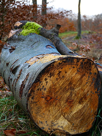 log, bagażnik samochodowy, drzewo, las, mech, Natura, jesień