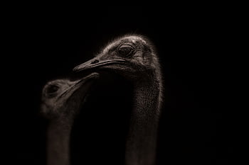 ostrich, strauss, bird, beak, fur, headshot, animal, mother, son, australian, nature