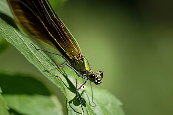 έντομο, λιβελούλα, φύση, εντομολογία, damselfly, πράσινος, macro, φράζω, φύλλο, natue