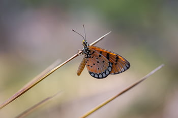 pianura, tigre, Danao, Crisippo, farfalla, tropicale, Tailandia, Asia, bellezza nella natura, dettaglio, estate