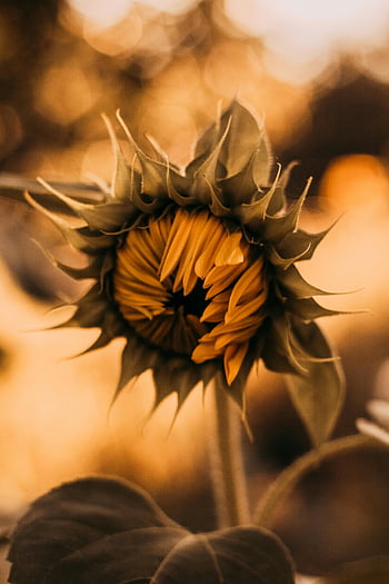 nærbillede fotografering, solsikke, halvblomstret, varme toner, jordagtige toner, bokeh effekt, blomsterfotografi, naturfotografering, makrofotografering, Gyldne nuancer, blødt fokus