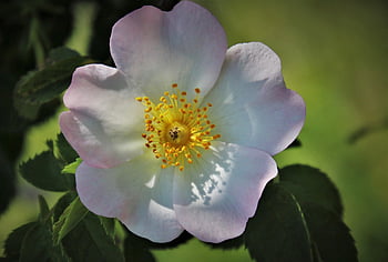 rose sauvage, étamines, épanouissement, pétales, pollen, fleur, plante à fleurs, plante ornementale, fleur rose, fermer, fleur simple
