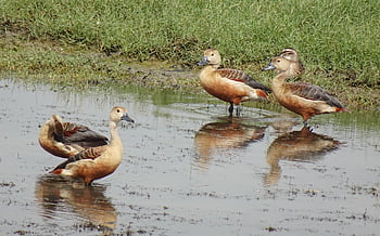 ducks, birds, waterfowls, pond, water Birds, plumage, feathers, wildlife, swimming, fauna, animal World