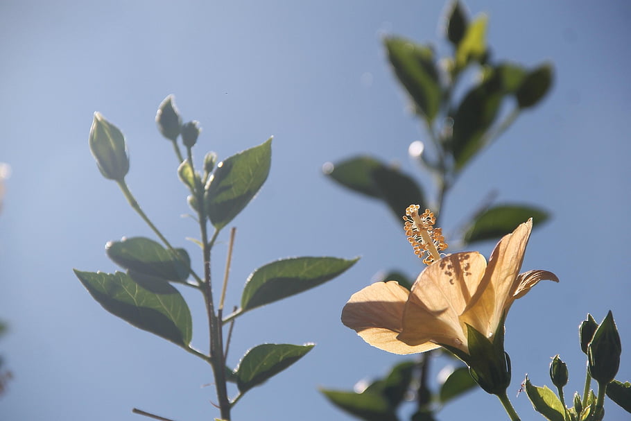 fiore, ibisco, giallo, giardino