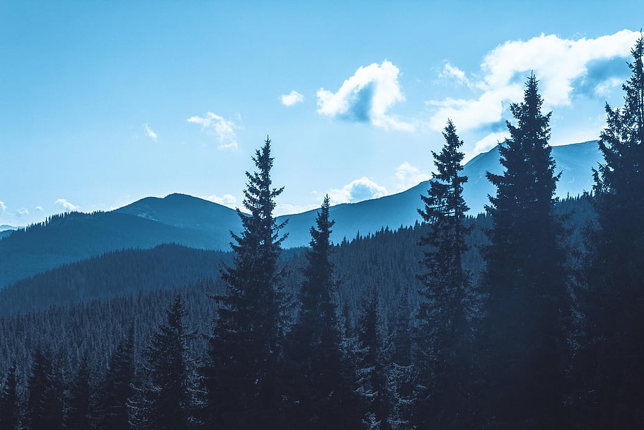 carpathian, forest, ukraine, twilight, early, morning, mountains, hills, nature, travel, trees