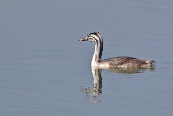 water Bird, beak, plumage, great Crested Grebe, young, animal, nature, lake, schwimmvogel
