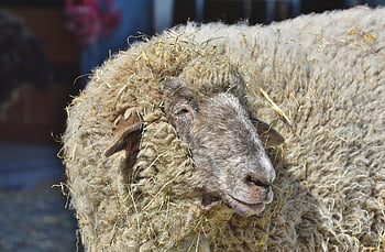 sheep, farm Animal, sheep Wool, flock Of Sheep, pasture, wool, animal, sheep Head, fur, good Aiderbichl, farm Yard