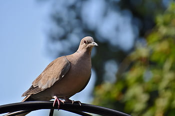 krůtí holub, Collared Pigeon, pták, zvíře, holubice, Příroda, fauna, sedící