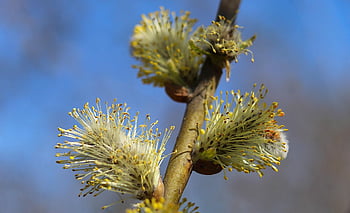 nature, plants, base, willow, twigs, closeup, macro Photography, stamens, spring