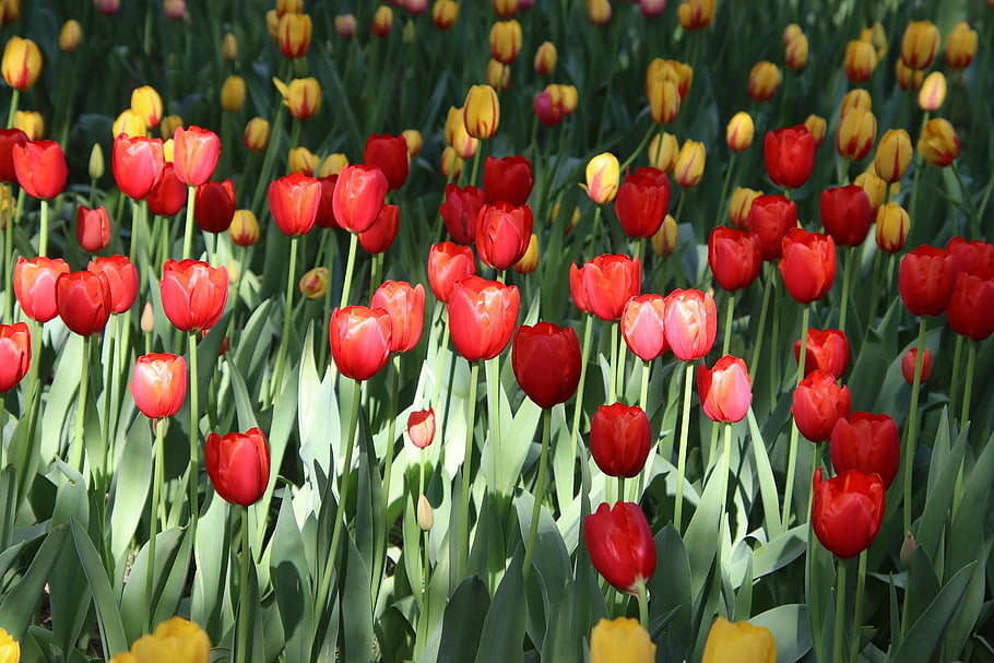 tulipány, květiny, pole, květ, Tulipán pole, květinové pole, květinová louka, flóra, pěstování květin, zahradnictví, botanika