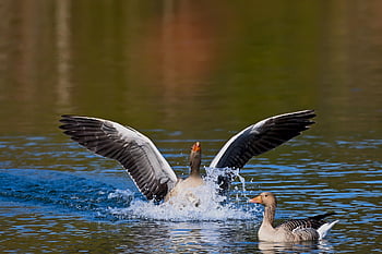 birds, geese, ornithology, species, fauna, avian, animals, wings, greylag Goose, water Bird, wild Goose
