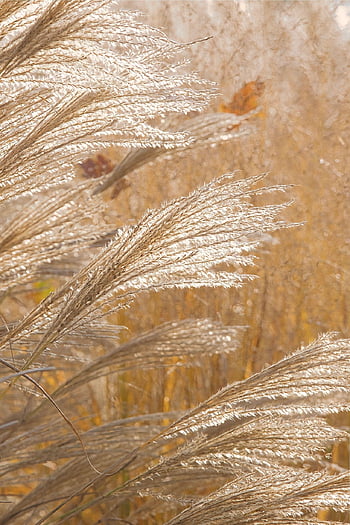 sunlight, grass, flowers, summer, meadow, grasses, plant, background, nature, autumn, licht