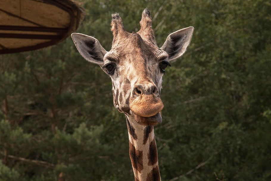 giraffe, zoo, mammal, tongue, big, dear, nature