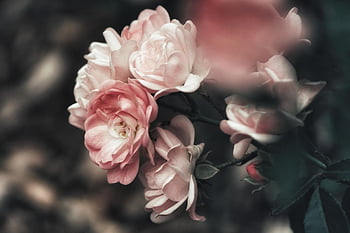 cespuglio, rosaio, Rose, bellissimi fiori, rosa, avvicinamento, sfondo di fiori, carta da parati floreale, natura, romantico, romanza