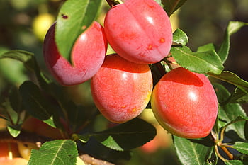 mirabelle Plums, plums, fruit, food, organic, healthy, nutrition, mature, tasty, fruit Tree, garden