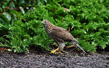 Cooperův jestřáb, pták, raptor, dravec, jestřáb, dravý pták, peří, ave, ptačí, ornitologie, pozorování ptáků