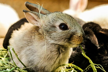 Gray Rabbit, close-up, cute young rabbit, fresh grass, whiskers, fur, animal photography, nature, wildlife, pet, bunny