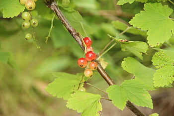 rybíz, bobule, červená žebra, zelená, Červené, keř, rostlina, bio, vitamíny, Příroda, jídlo