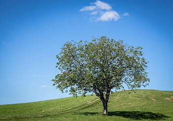 deciduous Tree, tree, meadow, heaven, leaves, hill, summer, nature