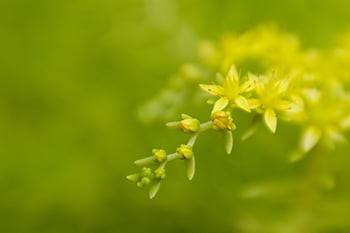 gul, blomster, baggrund, natur, forår, udendørs, vækst, naturlig, blomstre, flora, plante