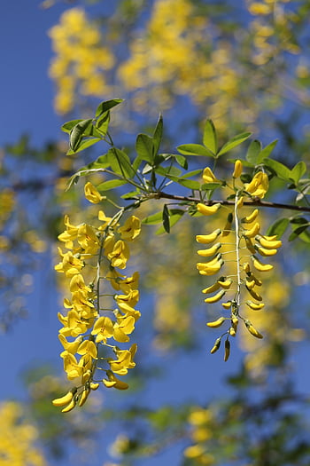 laburnum, golden Chain Tree, golden Rain, yellow Flowers, garden, flowering Shrub, nature, spring, flora