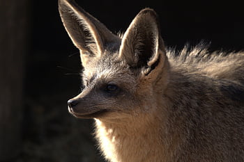 Foxe-eared liška, savec, liška, zvíře, psí, volně žijících živočichů, Příroda