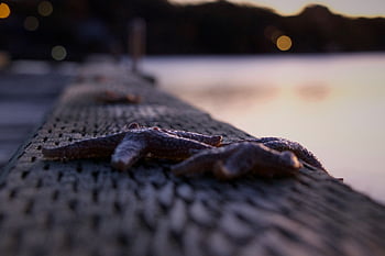 มหาสมุทรชายหาด Starfish, ใกล้ชิด, ท่าเรือ, ตอนเย็น, แปลกใหม่, ปลา, ธรรมชาติ, มหาสมุทร, ตอม่อ, ทะเล, พระอาทิตย์ตกดิน
