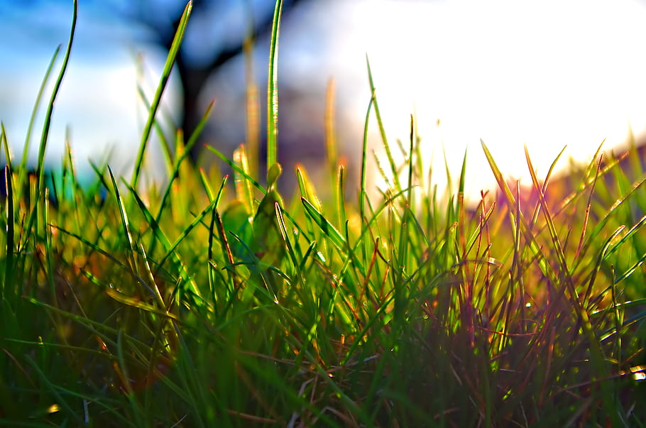 spring, grass, sunset, backlit, outdoors, green, nature, landscape, sunlight, flora, season