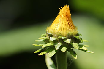 vero alant, inula helenium, pianta medicinale, helene erbe, Alan, germoglio, fiore giallo, macro, natura