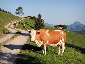 hnědé a bílé krávy, zelené louky, Rakouská krajina, walchsee, tirol, živá zelená tráva, idylická krajina, venkovské scény, Pasení krávy, horský výhled, Pastorační nastavení