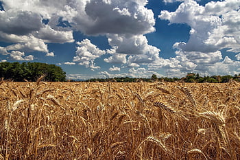 venku, Příroda, pšeničné pole, zemědělství, uši pšenice, pěstování, žlutá, krajina, země, venkov, venkovský