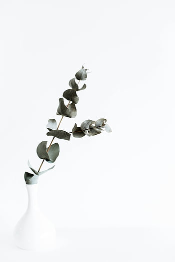 eukalyptusgren, vit vas, minimalistisk bakgrund, gröna löv, elegant arrangemang, enkel inredning, vit bakgrund, växtdekoration, inomhusväxt, naturliga element, modern estetik