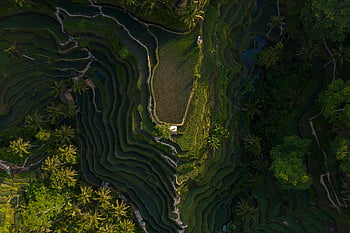 letecký, rýžové terasy, svěží zeleň, bali, Terasové zemědělství, tropický, scénický, panoramatický, Přírodní krásy, cíl cesty, tegalalang rýžové terasy