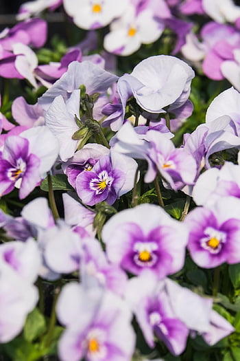 violet, flower Wallpaper, beautiful Flowers, flower, bloom, spring, pansy, blossom, purple, plant, violet Plant