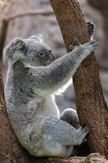 koala, marsupial, nature, wildlife, eucalyptus, adorable, tree, mammal