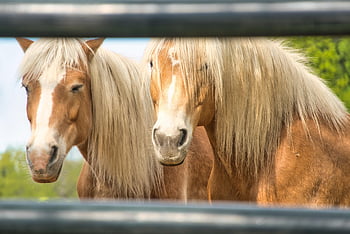 pferde, Koppel, Hengst, Weide, Tier, Kupplung, Natur, braun, Tierwelt, Pferde-Reiten, Pferdekopf