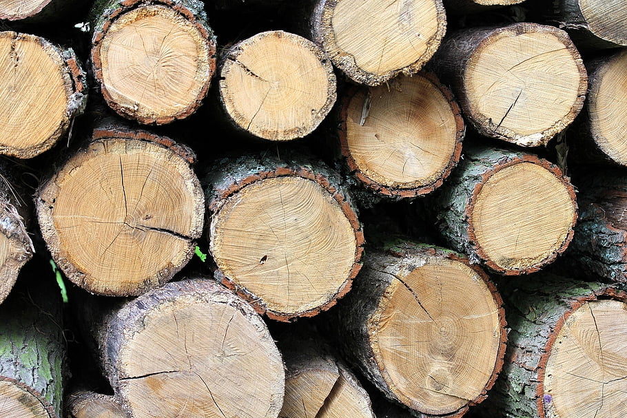 trees, wood, bark, firewood, logs, texture