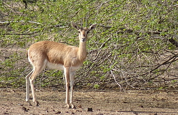 chinkara, gazella Bennettii, indian Gazelle, ravine Deer, animal, wildlife, nature, wild, mammal, male, horns